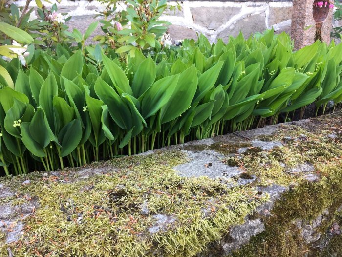 Liljekonvaljer med knoppar som börjar slå ut, framför en mossbeklädd stenmur.