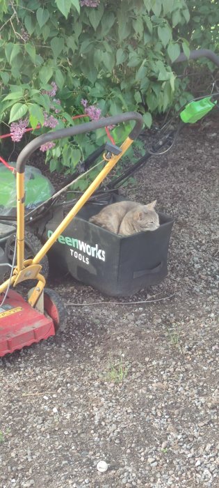 Katt som ligger och slappar i uppsamlingsbehållaren på en gräsklippare parkerad vid buskar.