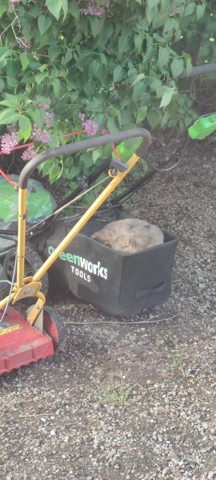 Katt sover i uppsamlaren på en parkerad gräsklippare.