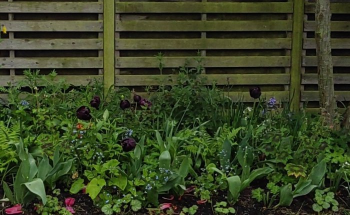 Trädgårdsland med svart 'Queen of Night' tulpaner och gröna växter mot en träspaljé.