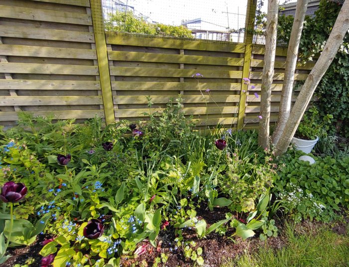 Lummig trädgårdsrabatt med nyplanterade jätteverbenor, blommande tulpaner och grönska mot trästaket.
