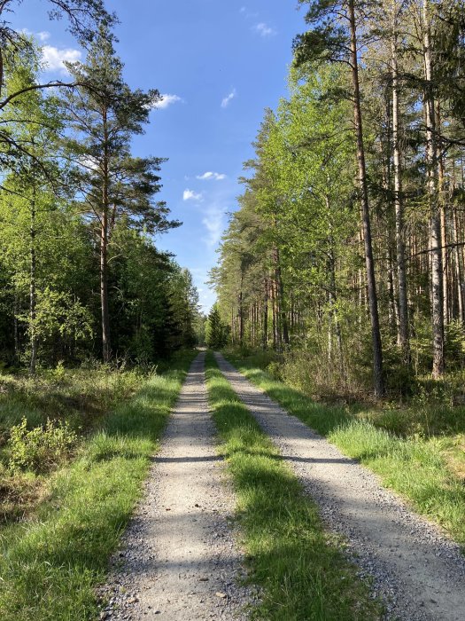 Grusväg genom en ljusgrön löv- och barrskog med soliga skuggor och klarblå himmel.