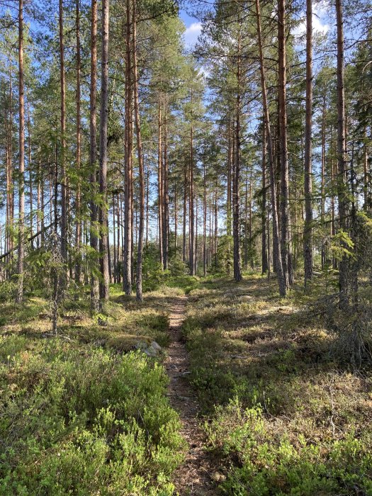 Stig genom solbelyst tallskog med marktäcke av gröna växter och mossa.