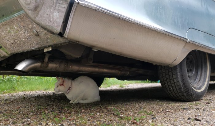 En vit katt som sitter under en bil på en grusig mark för att undvika regnet.