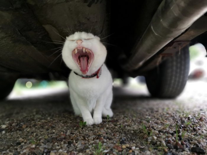 Vit katt som gäspar under en bil på en grusig mark.