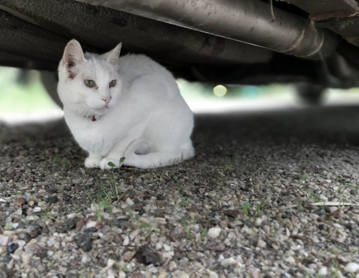 En vit katt med halsband sitter under en bil på en grusig mark.