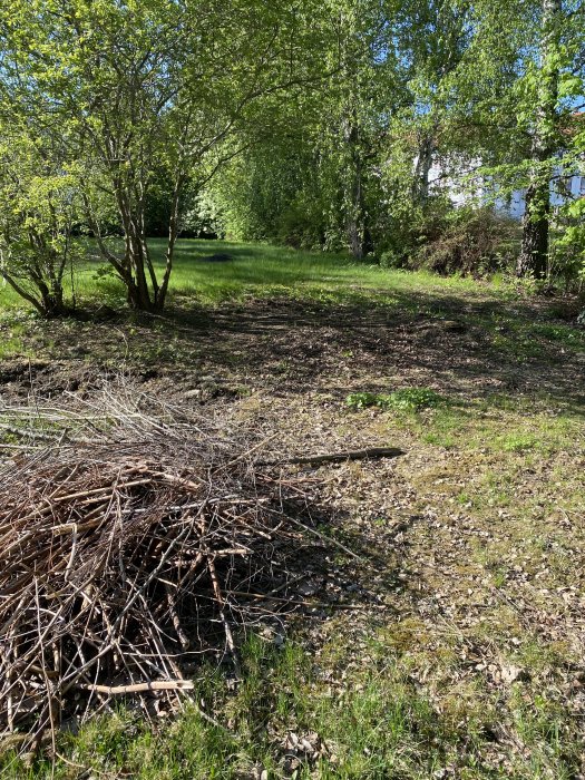 Trädgårdsområde efter behandling med ogräsmedel, med en hög av ris och ung vegetation i förgrunden och träd i bakgrunden.