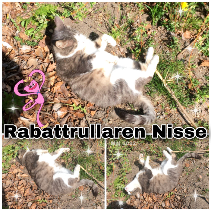 Grå och vit katt som solar sig i en trädgård med texten "Rabattrullaren Nisse" och datum.