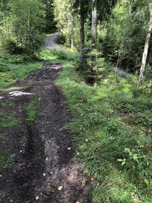 En skogsväg med geggiga partier och sandblandad jord, omgiven av gröna träd och buskar.