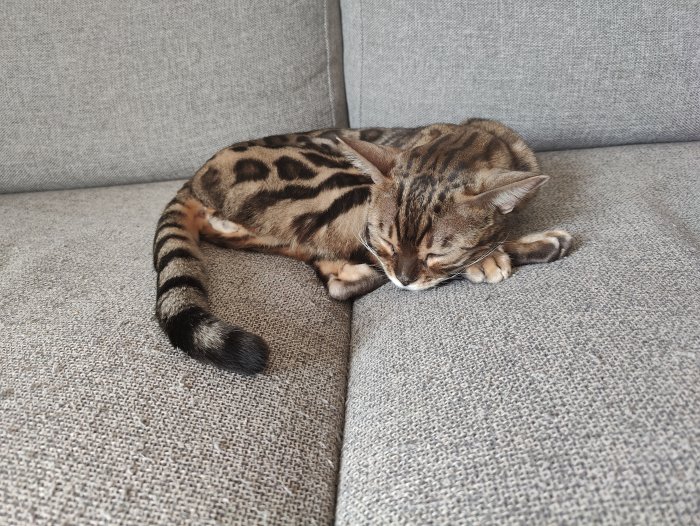 Bengalkatt som vilar på en grå soffa, ser mager ut, ingen halsband synlig.