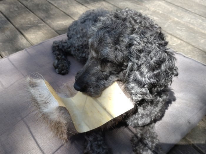 Grå Hunden med ett stycke renskinn med päls, sitter på en matta utomhus.