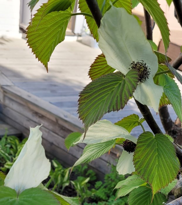 Liten vit blomma med mörkt centrum omgiven av gröna blad nära en trätrall.