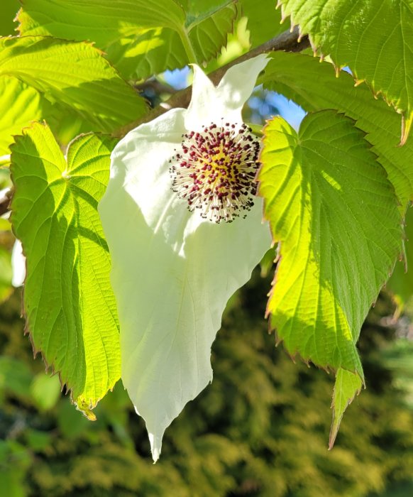 Liten vit blomma med mörkröda prickar omgiven av gröna blad i solljus.