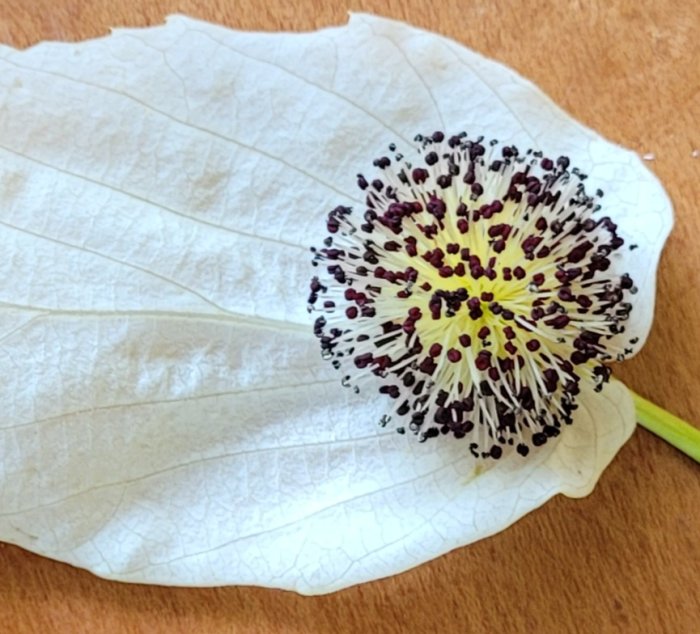 En liten, detaljerad blomma i centrum av ett stort blad placerat på träyta.