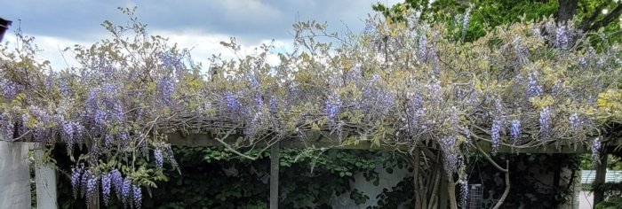 Blåregn med lila blomklasar på en pergola, inte fullt utslaget, omgivet av grönska och himmel i bakgrunden.