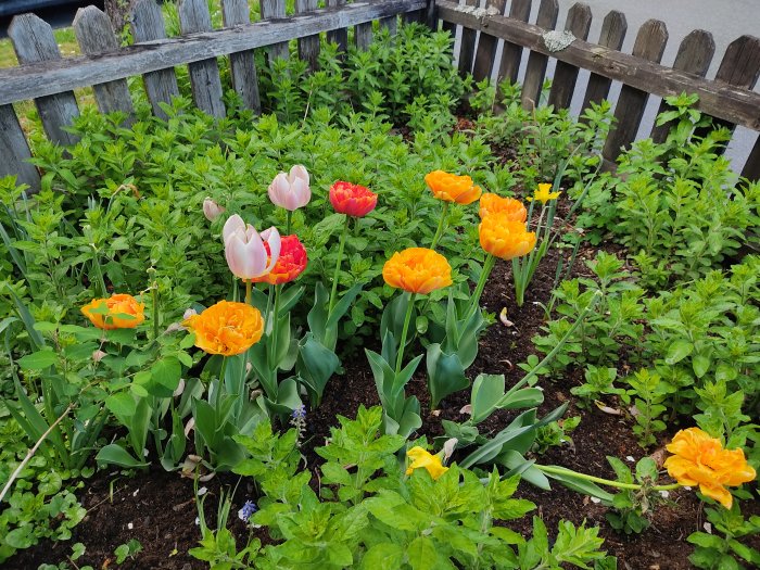 Tulpaner i olika färger blommar i en trädgård med ett staket i bakgrunden.