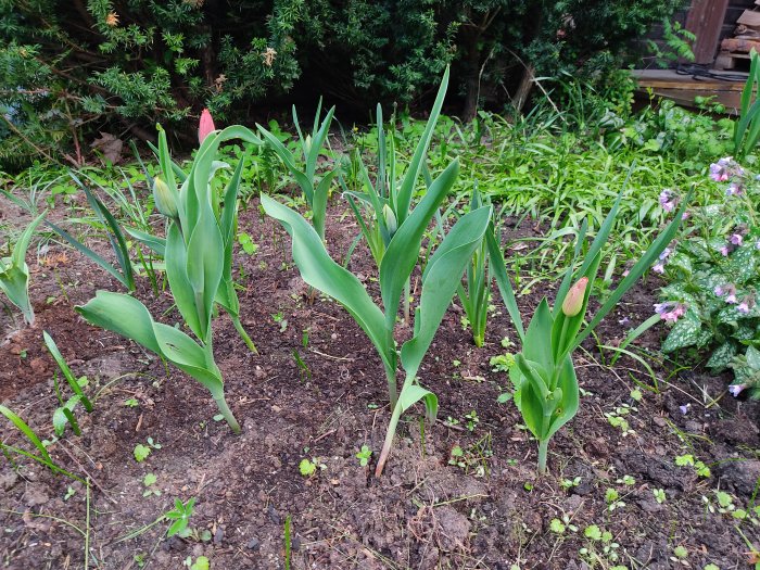 Tulpaner börjar blomma i en trädgård, klarat sig från rådjur, med mörk jord och grönt lövverk i bakgrunden.