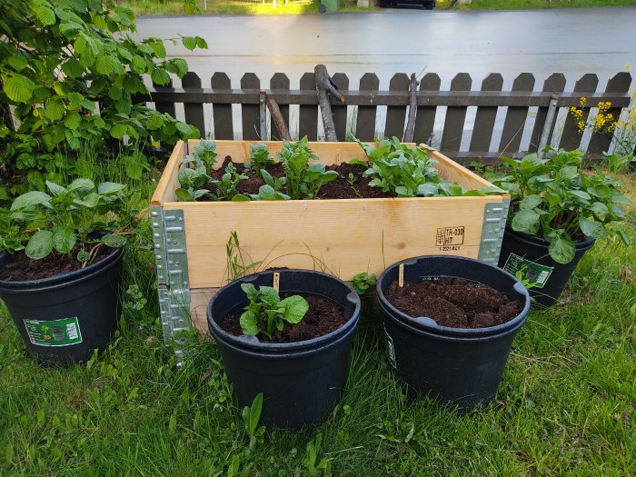 Potatisplantor i olika tillväxtstadier i hinkar och en pallkrage på gräsmatta.
