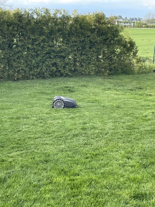 Robotgräsklippare på grönt gräs med häck i bakgrunden, klar för användning efter trädgårdsarbete.