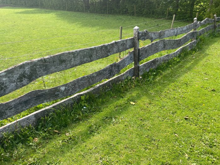 Gamla ekplank och stolpar som utgör en staketlänga på en äng.