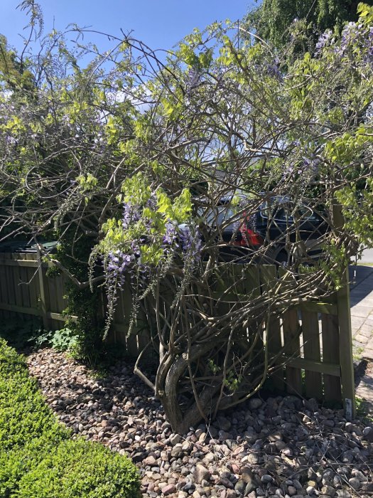 Blåregn vid trästaket med få gröna löv och sparsamma lila blommor, stenbelagd mark i förgrunden.