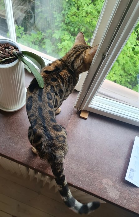 Smal randig katt som tittar ut genom ett öppet fönster med en växt i förgrunden.