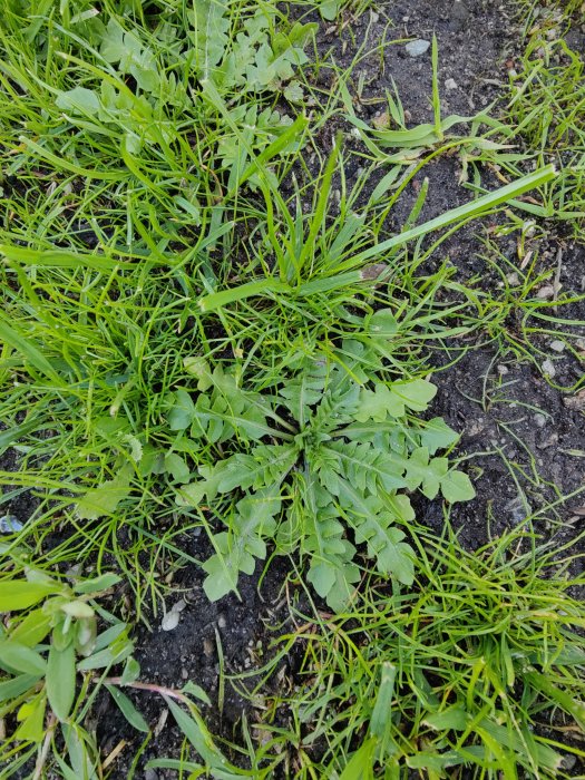 Ogräs som växer bland nysådd gräsmatta, med gröna blad i förlängda, oregelbundna mönster.