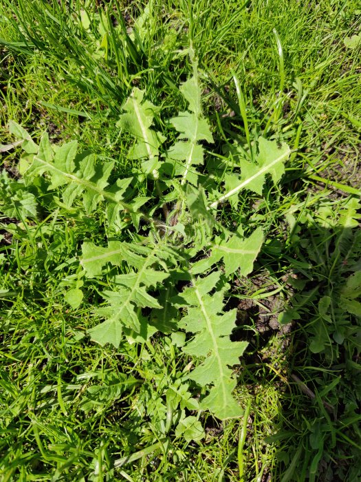 Ogräs med tandade blad bland grästuva, möjlig invasiv art i nysådd gräsmatta.