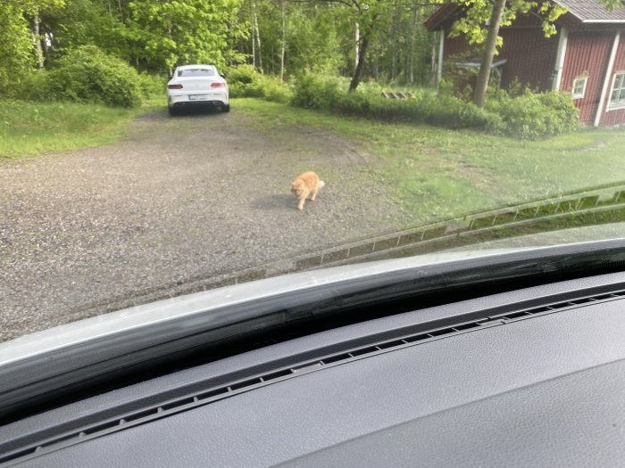 En orange katt möter upp vid bilen på en grusdrivväg med ett rött hus i bakgrunden.
