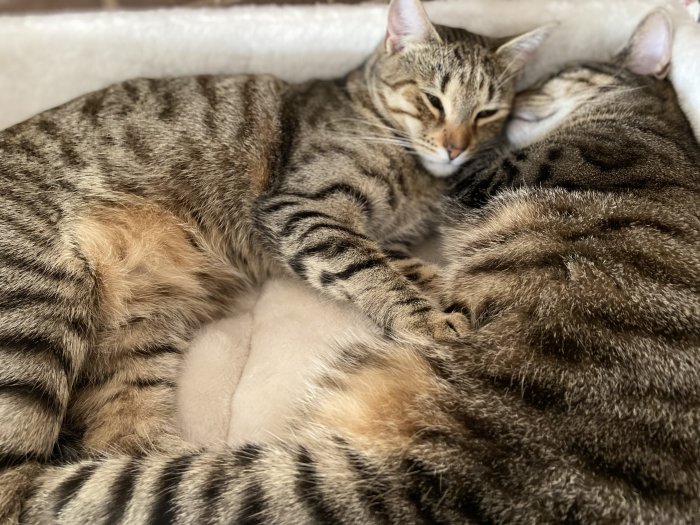 Två tätt omslingrade, sovande katter på en mjuk yta.