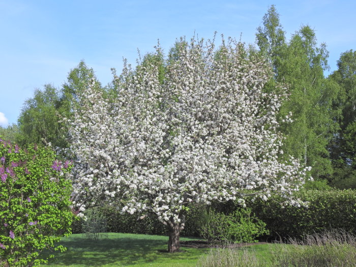 Blommande äppelträd i en traditionell trädgård med gräsmatta och häckar under våren.