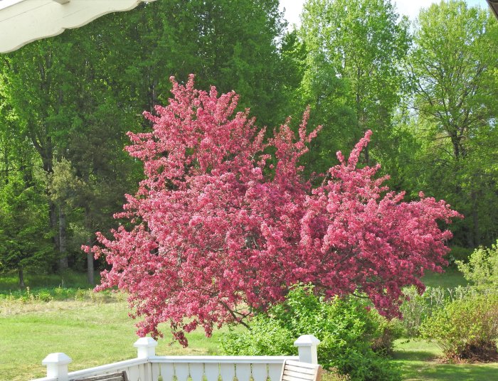 Blommande rosa prydnadsapel i ett grönskande trädgårdsmiljö med träd och gräsmatta.