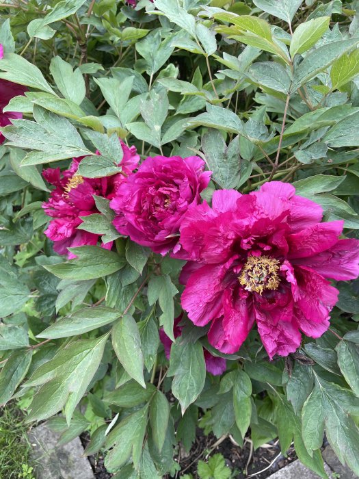 Buskpion med många frodiga, rosa blommor omringade av gröna blad.