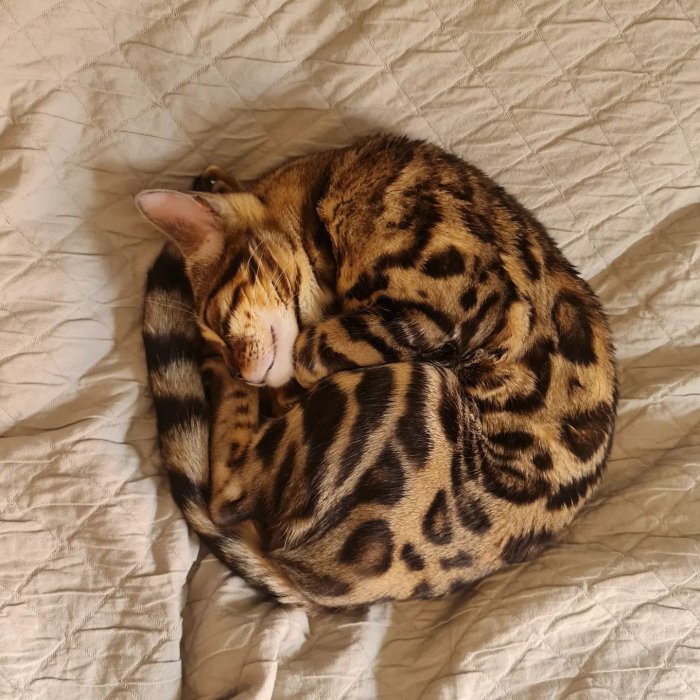 Bengalkatt sover ihoprullad på en krinklad beige täcke.