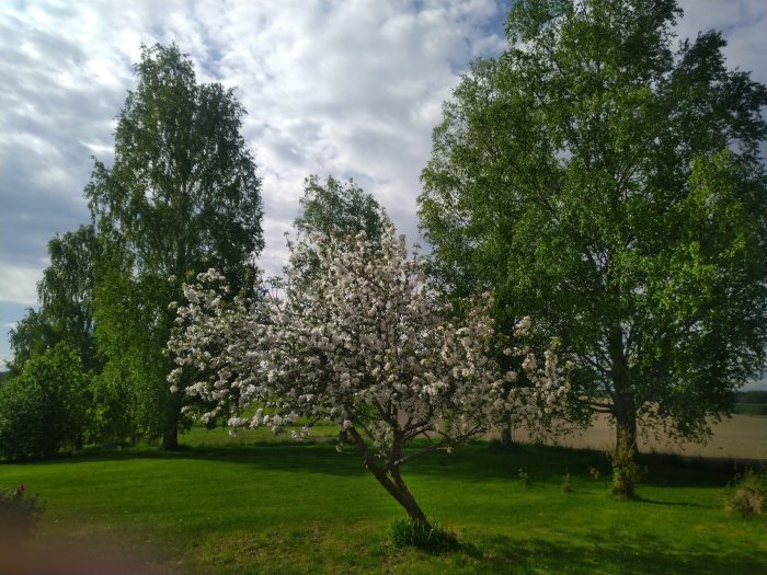 Lummig trädgård med blommande fruktträd framför höga gröna träd och en blå himmel med vita moln.