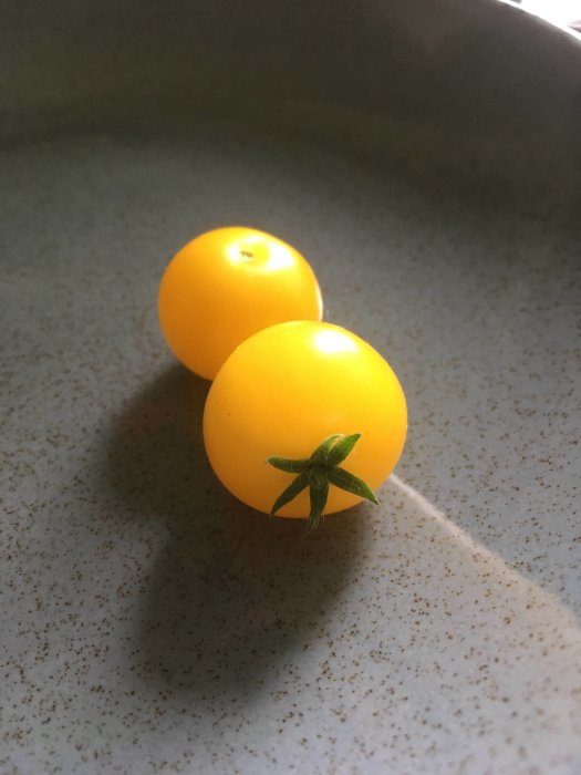 Två gula busktomater av sorten Venus på en grå yta med naturligt ljus.