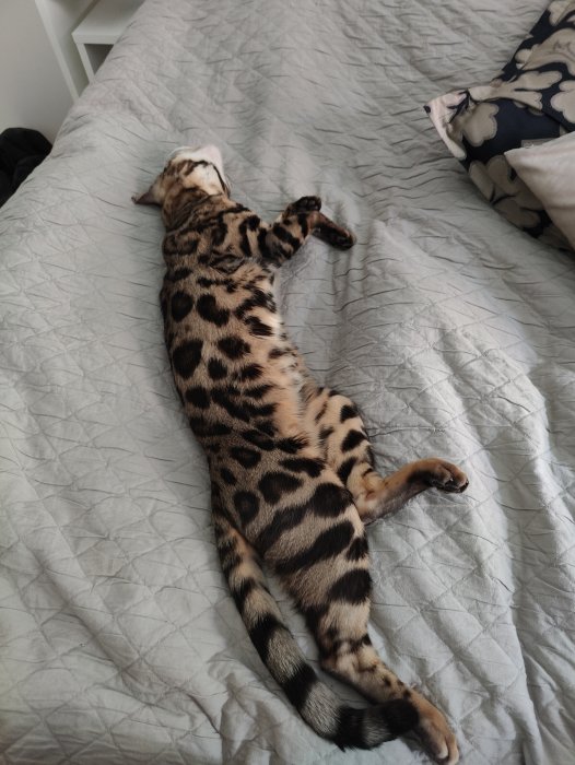 En långsträckt katt som ligger utsträckt på rygg på en säng med mönstrad päls.