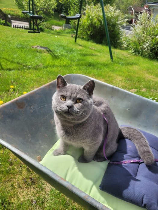Grå katt med sele sitter på en kudde i en skottkärra i en solig trädgård.