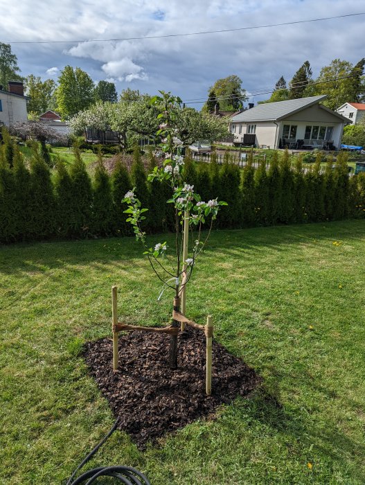 Nyplanterat äppelträd med stödpinnar och blommande krona i en solig trädgård.