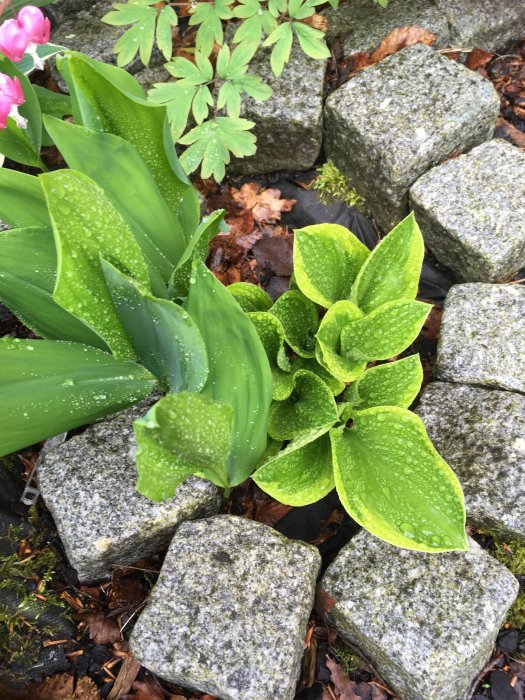 Hosta och liljekonvalj i rabatt med grå stenar, daggdroppar på bladen.