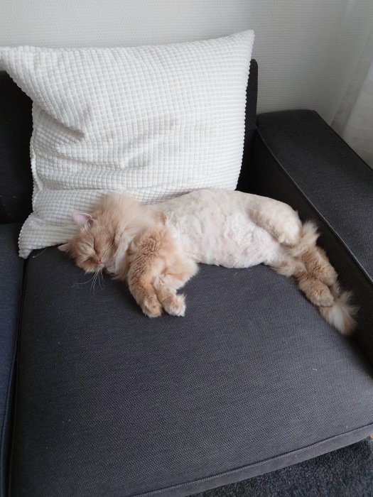Klipp katt sover på soffan med ett vitt kuddstöd.