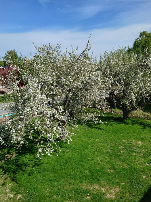 Blommande fruktträd i en grön trädgård under våren.