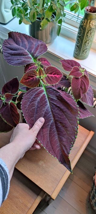 Person håller i ett stort, mörklila blad av en krukväxt, med fler växter och en vas i bakgrunden.