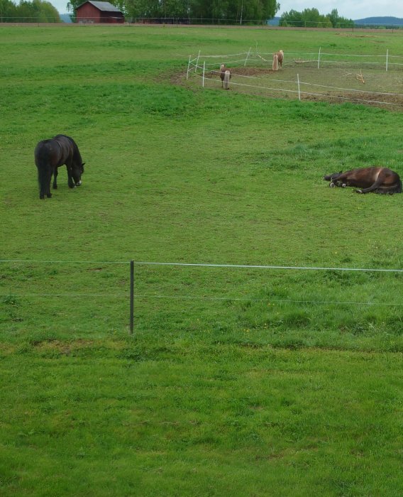 Hästar i hage med staket, ett liggande och andra betande, mot bakgrund av ladugård.