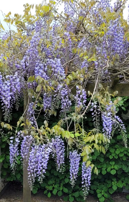 Närbild av blommande blåregn med långa kluster av blommor och gröna blad från en pergola.