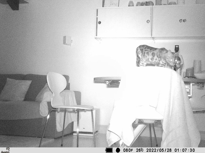 Svartvit åtelkamerabild av en person med leopardmönstrat plagg i ett kök.
