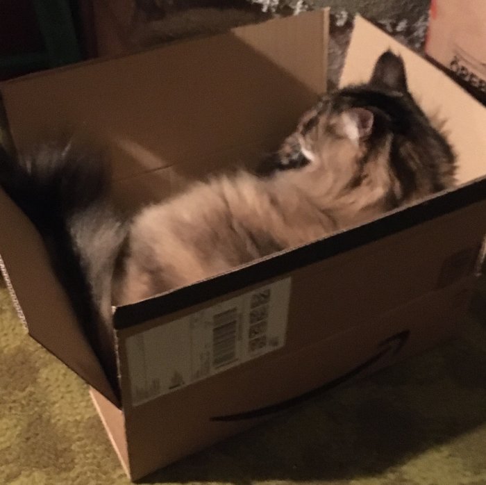 En fluffig katt ligger i en öppen Amazon kartong.