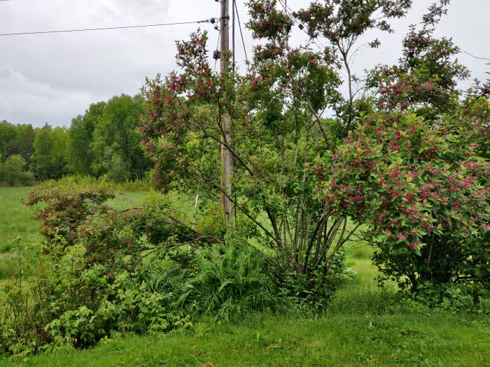 Blommande buske med nedböjda grenar i en trädgård efter regn och storm.