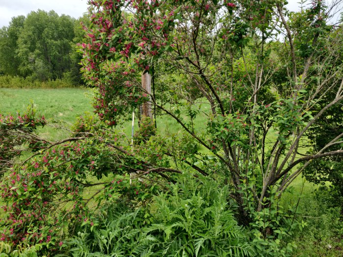 Blommande buske i trädgård med grenar som hänger efter stormen, omgiven av gröna växter och träd.