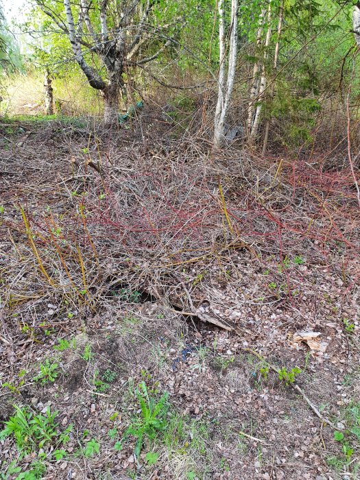 Ogenomträngligt buskage med tätt sammankopplade grenar och kvistar på skogsmark.